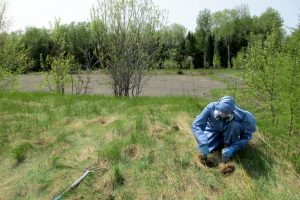 Scientist looking into contaminated soil on farmland.